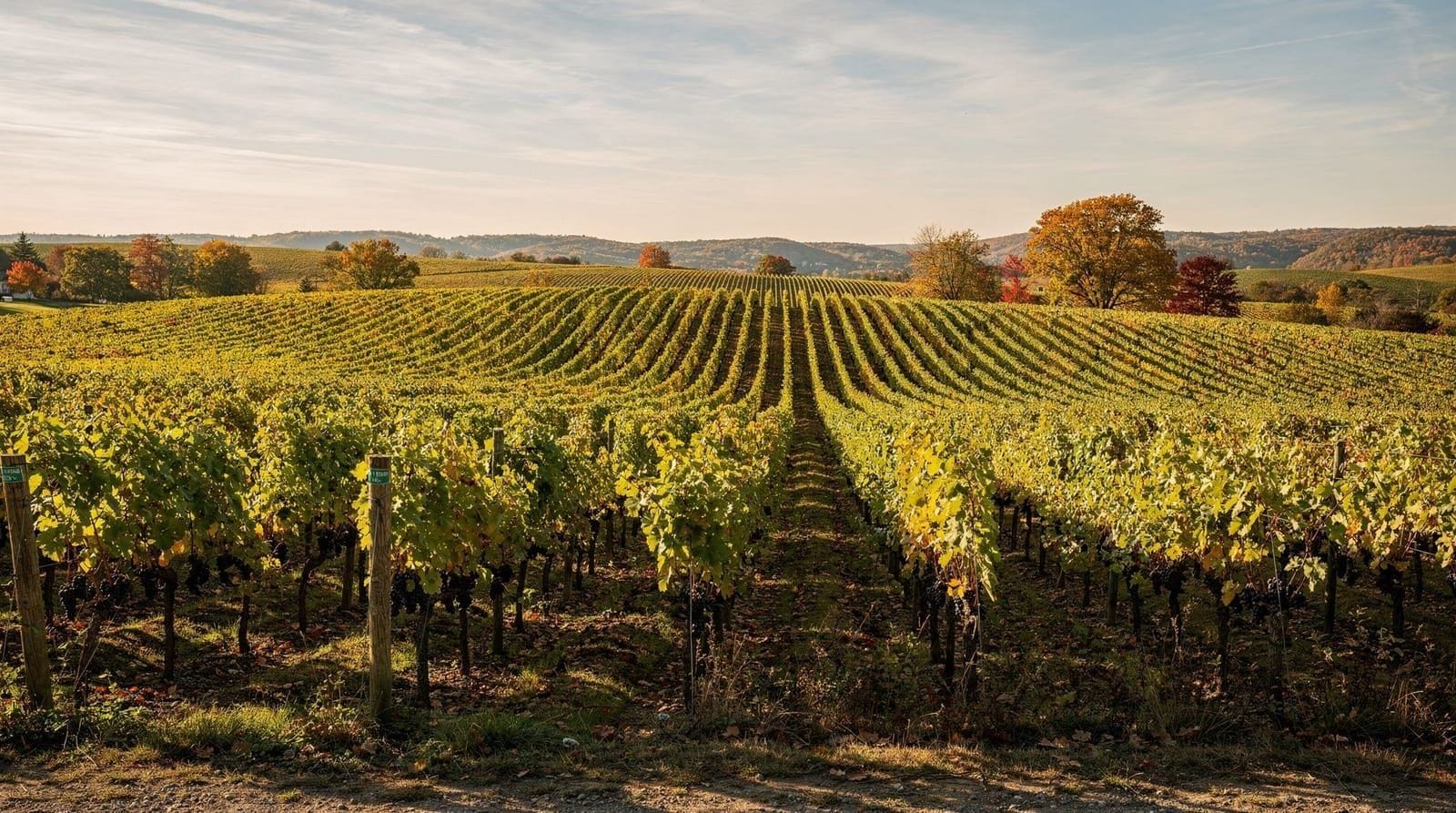 Ontarios Weinregion: ein wachsender Ruf — Wie Niagara und Prince Edward County echte internationale Weinglaubwürdigkeit au