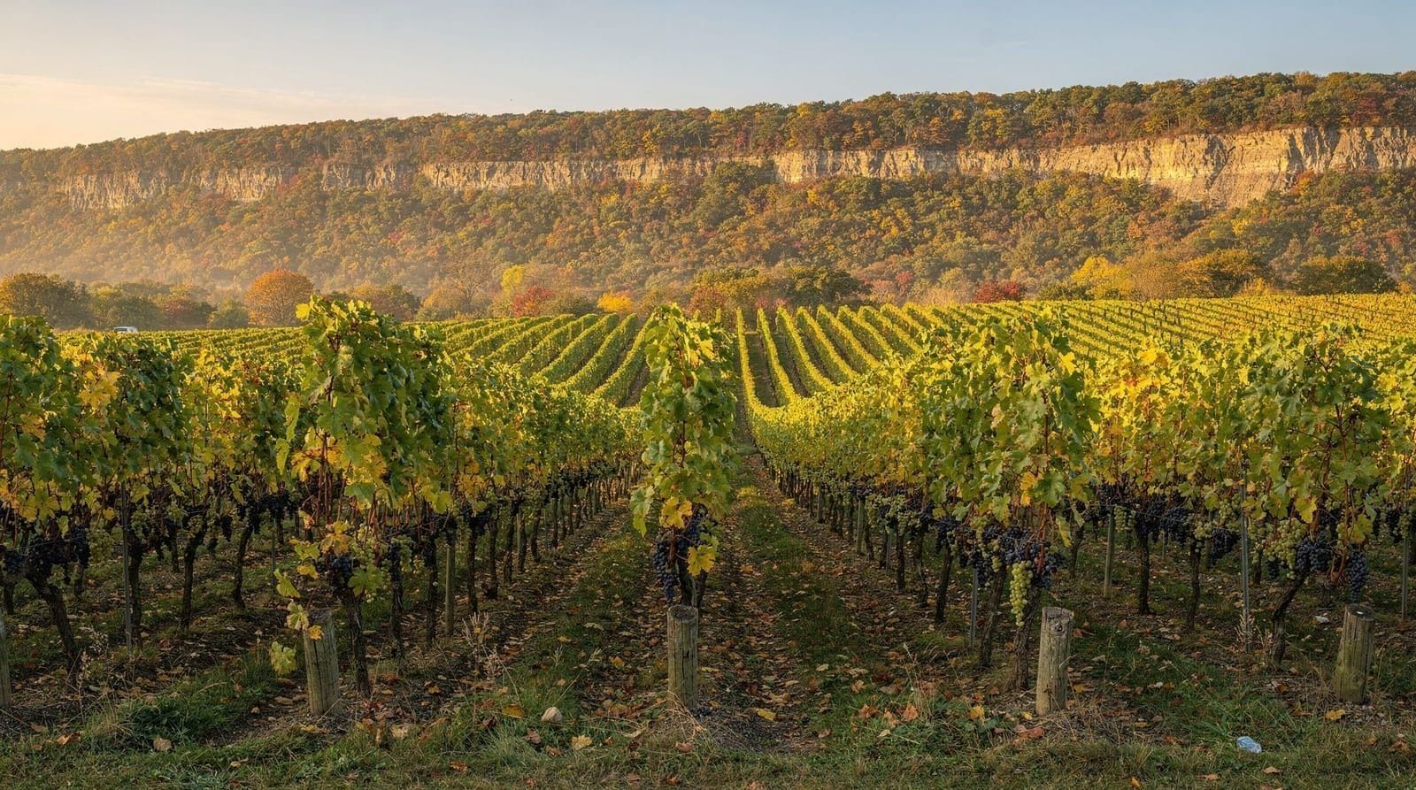 Niagara wine country, Ontario