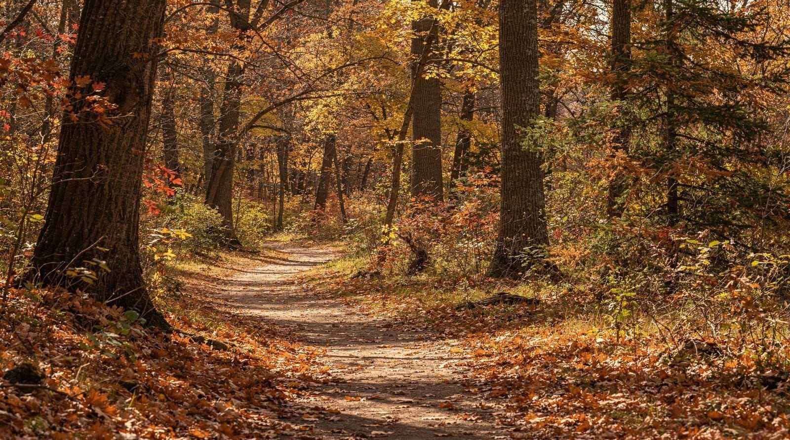 High Park trails guide — Toronto's largest park has 7 km of trails through rare oak savannah, Grenadier P