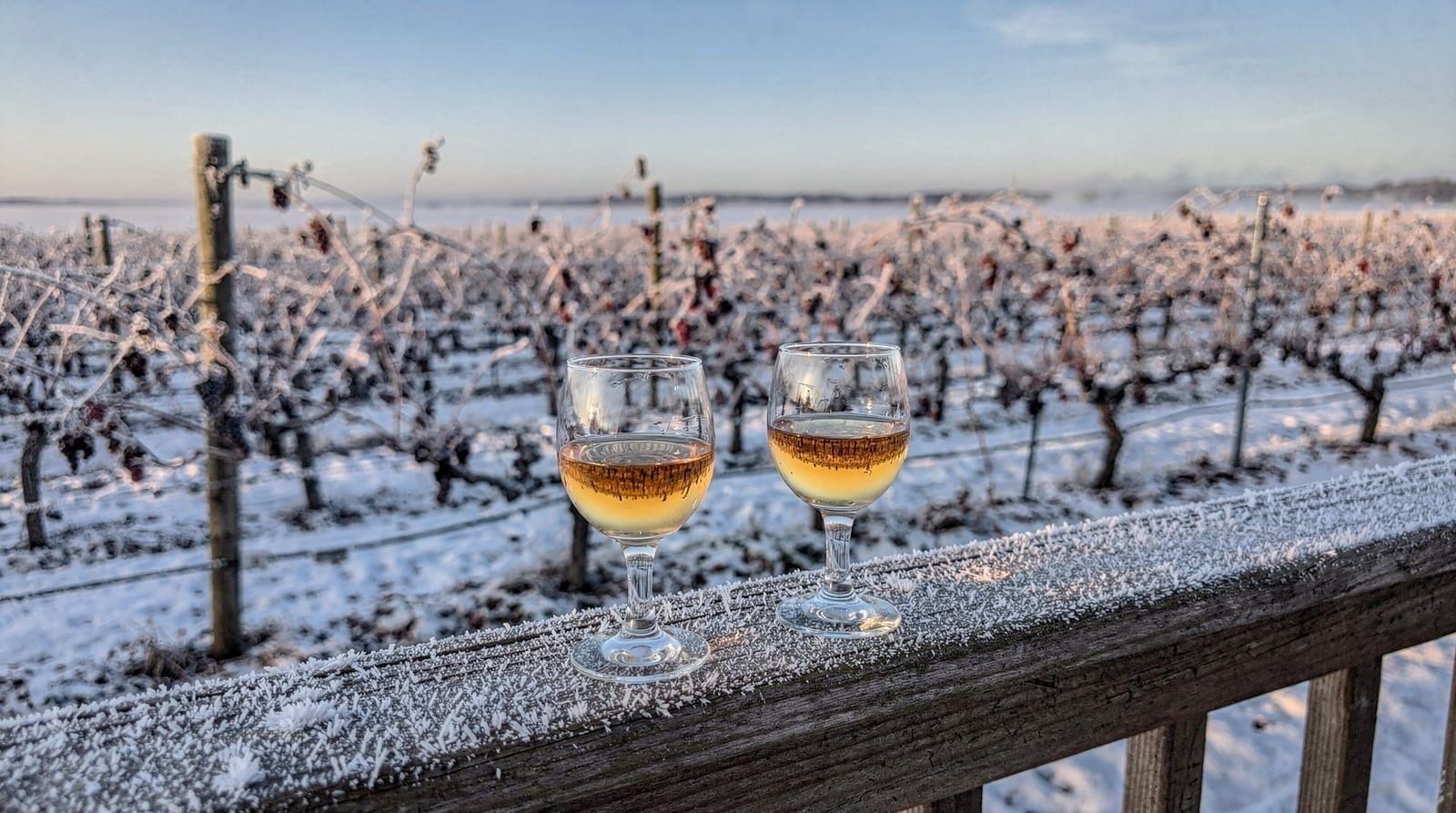 Icewine in Niagara guide — How Niagara icewine is actually made, why it's so expensive, and where to try it