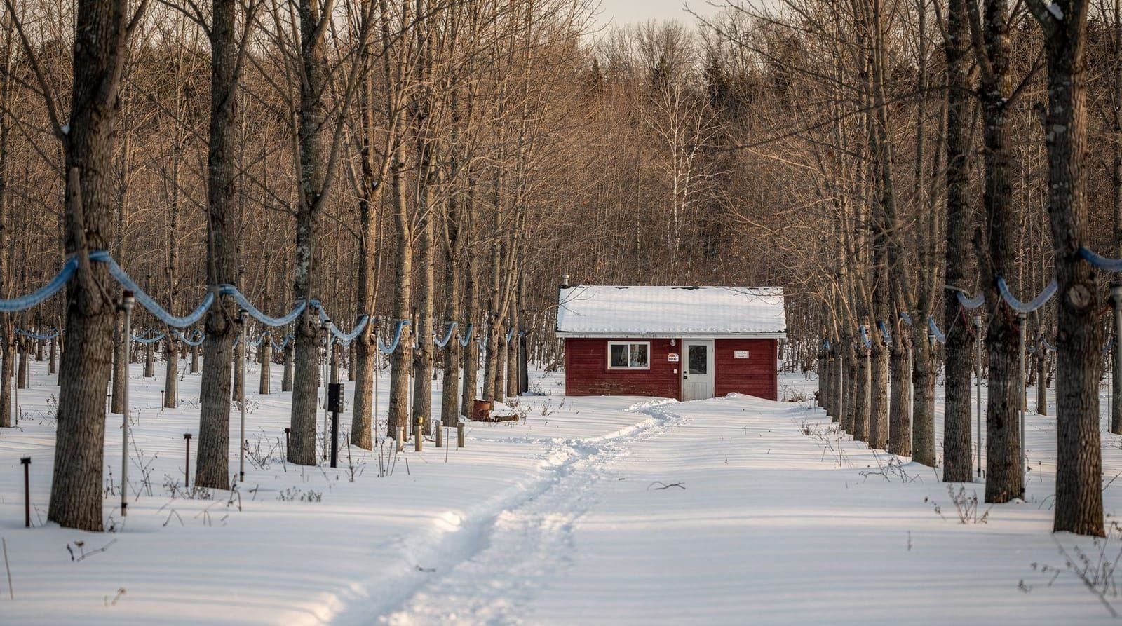 Maple syrup farms near Toronto — Where to see real maple syrup production near Toronto — Kortright Centre, Bruce'