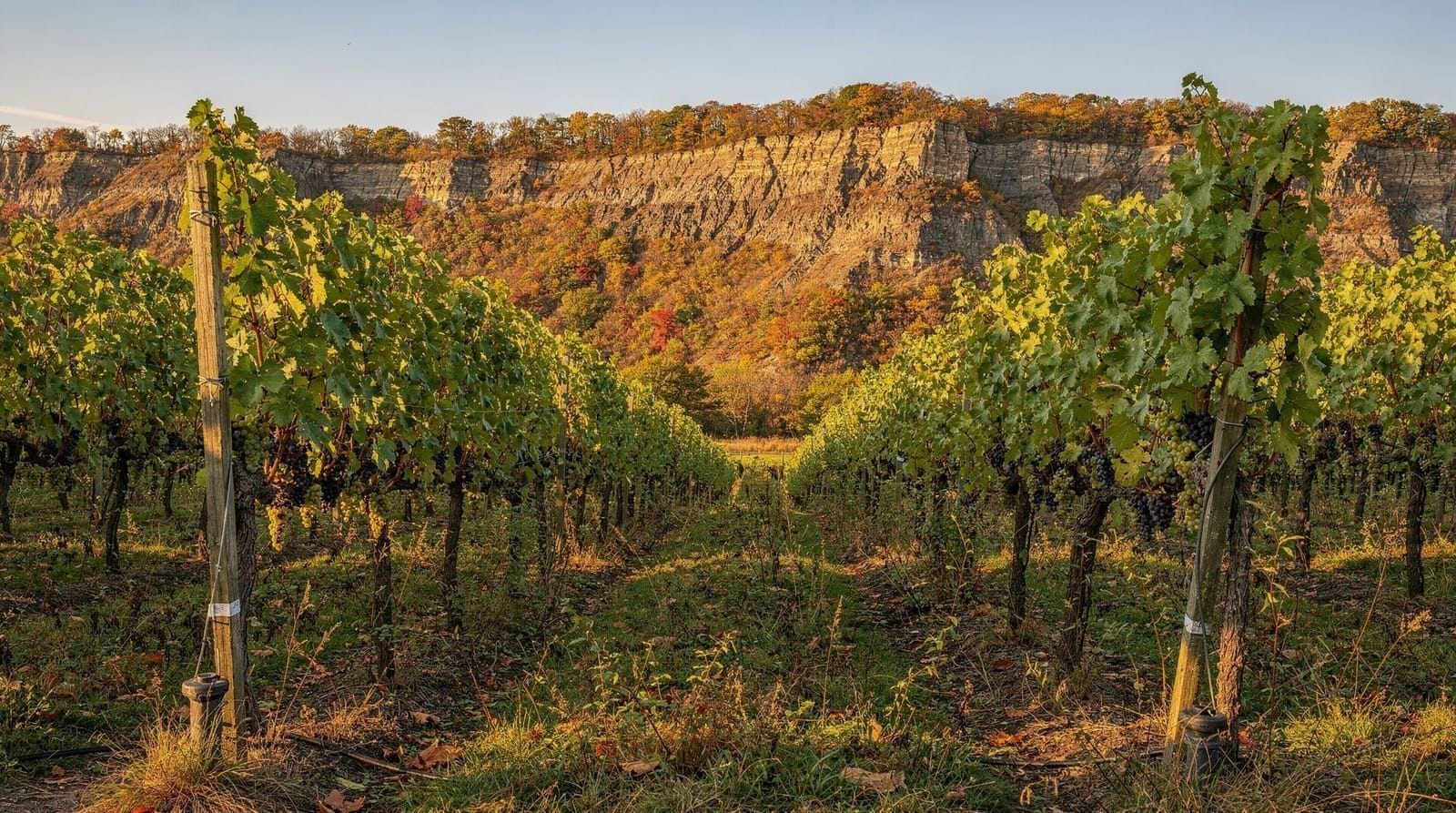 Niagara wine country guide — Niagara's wine region explained — VQA appellations, which sub-regions to target,