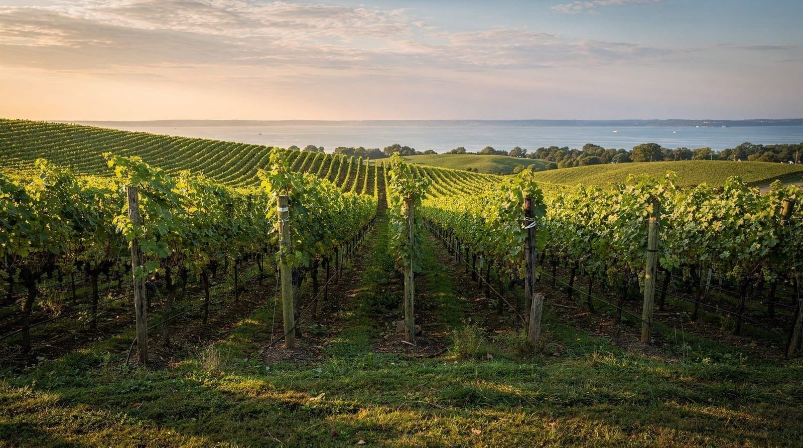 Prince Edward County wine guide — Prince Edward County's limestone-driven wine scene — 40-plus wineries producing 